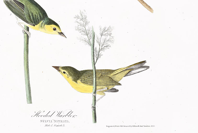 Close-up of the Hooded Warbler depicted on the plate